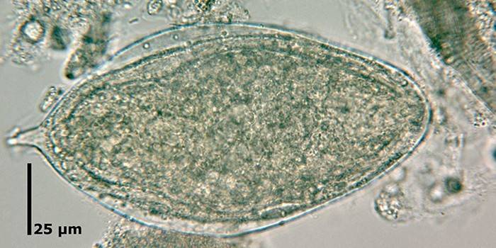 Saggi microscopici