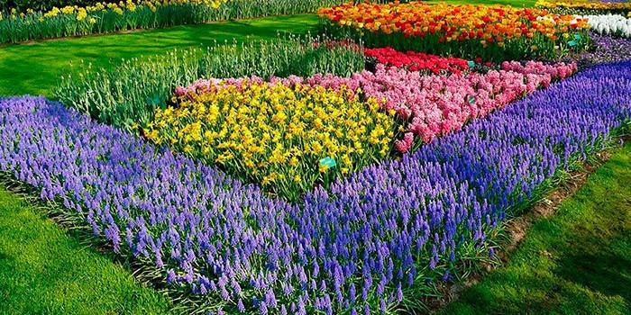 flowerbed