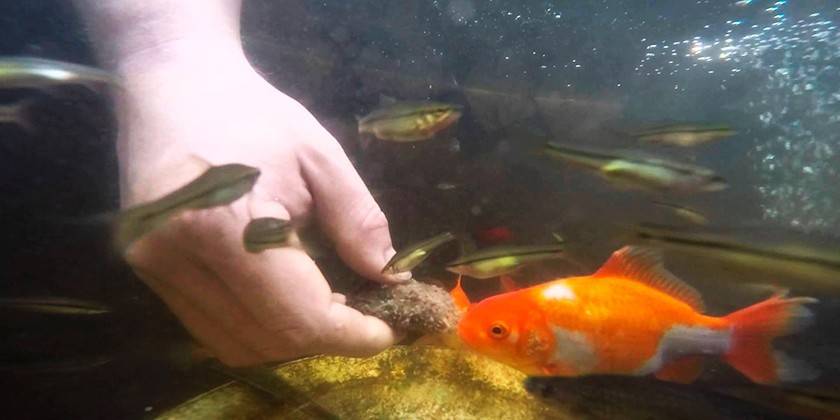 Hand eines Mannes in einem Aquarium