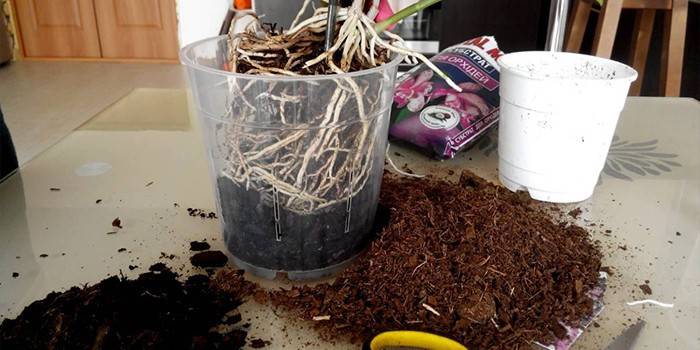 Suolo e top dressing