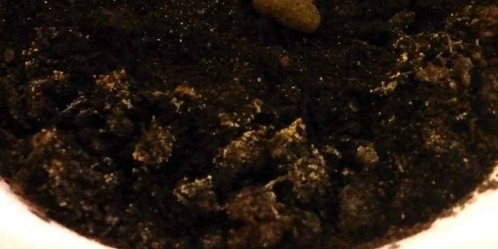 Neformuokite kambarinių augalų dirvožemio