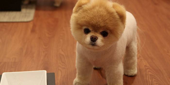 Plys hund