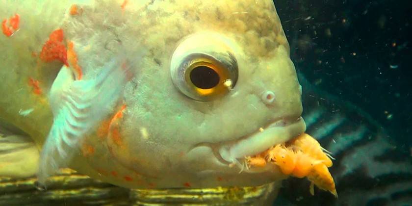 Fisch essen