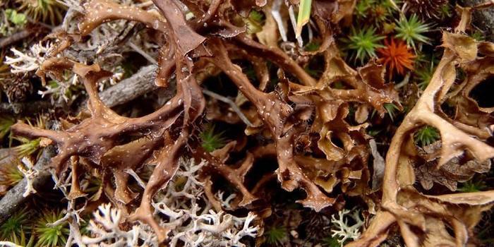Cetraria Islandija