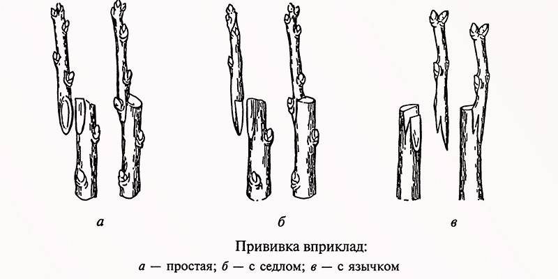 Шема у гузи
