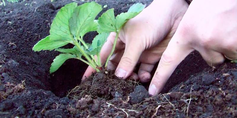 Plantando morangos