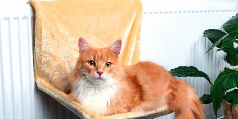 Cat sa sopa