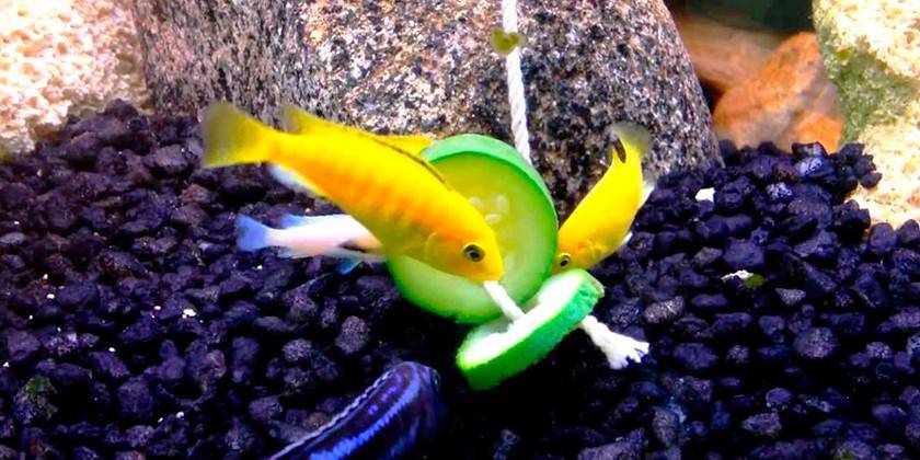 Frische Gurke als Futter