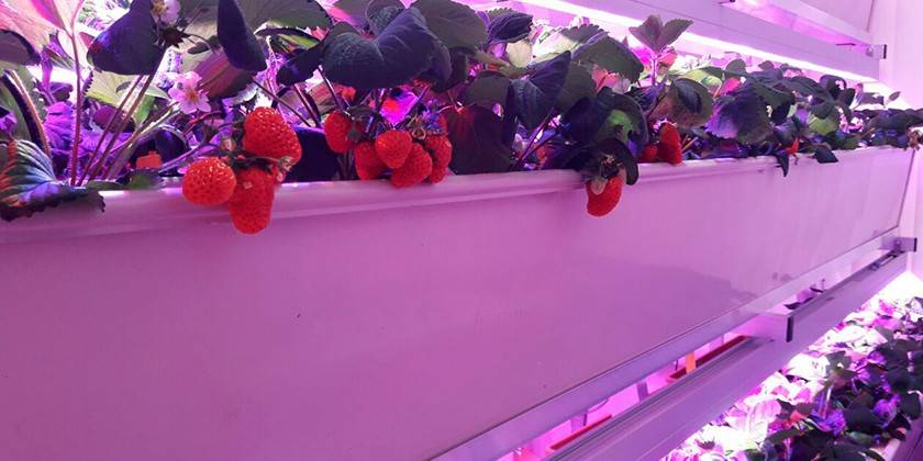 الإضاءة بواسطة phytolamps