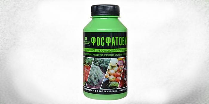 Phân bón sinh học Phosphatovit trong ngân hàng