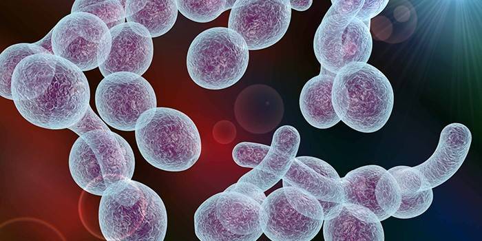 Fungo candida