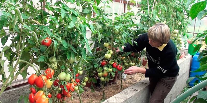 Γυναίκα που φροντίζει για τις ντομάτες σε ένα θερμοκήπιο