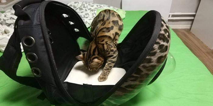 Sırt çantası taşıyan kedi