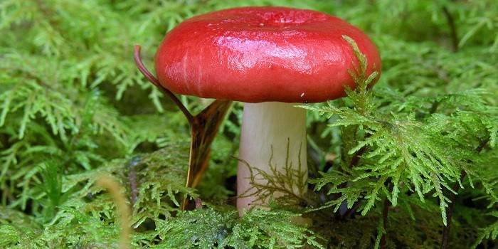 russule
