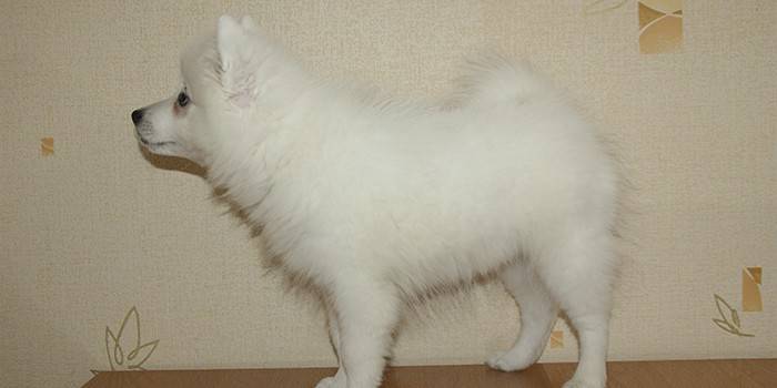 Grumo bianco