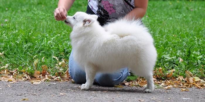 La ragazza nutre un cane