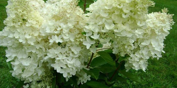 Grandiflora žiedynai