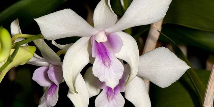 Phalaenopsis