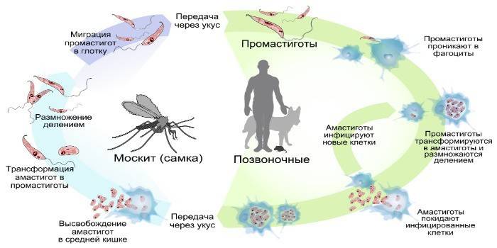Schema de transmitere a Leishmaniazei