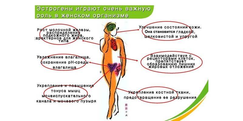 Moterų estrogeno vaidmuo schemoje