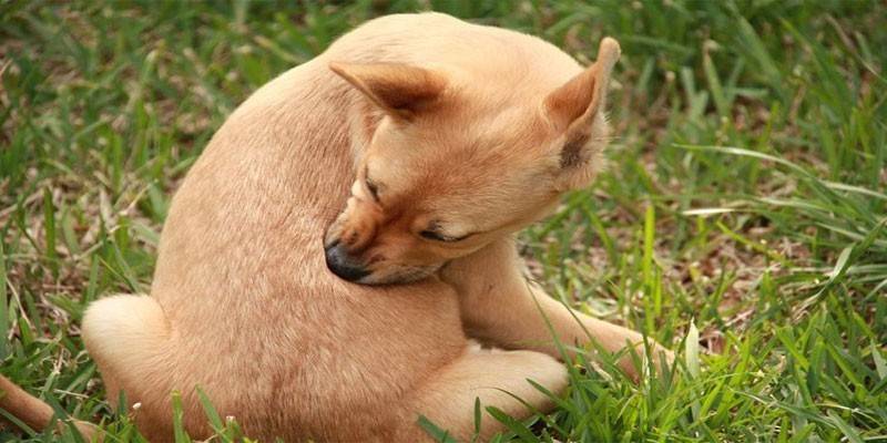 Chiot