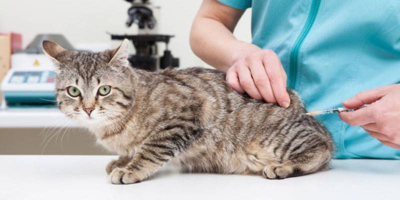 Nagbibigay ang Veterinarian ng isang iniksyon sa isang pusa