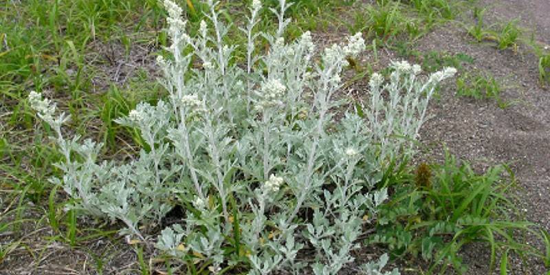 Wormwood bush