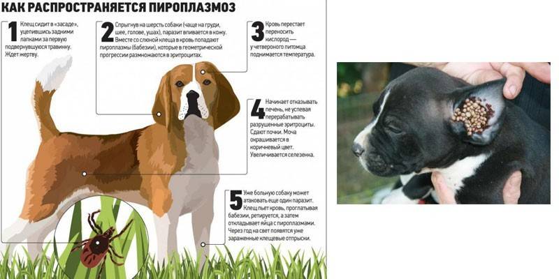 Dog cycle ng pyrrolasmosis