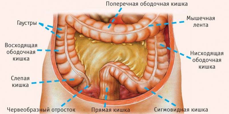 Cấu trúc ruột