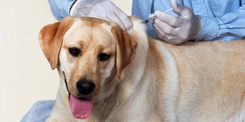 Ang Veterinarian ay nagbibigay ng isang iniksyon sa isang aso