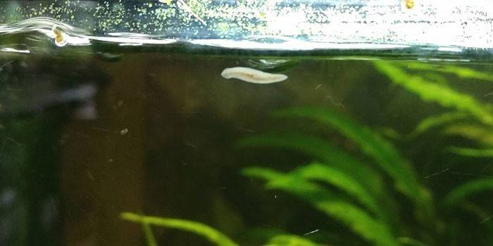 Planaria ในตู้ปลา