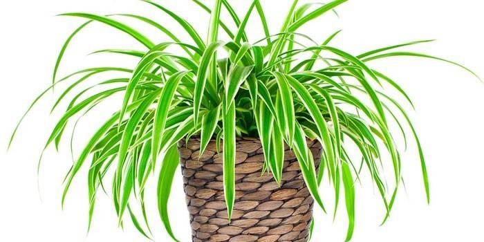 Chlorophytum