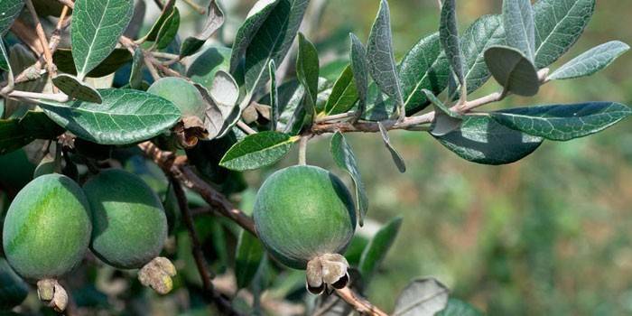 Bayas en un árbol