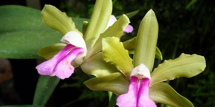 Cattleya kukat