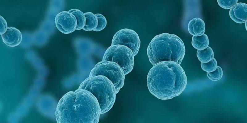 Streptococcus viridans -bakteeri
