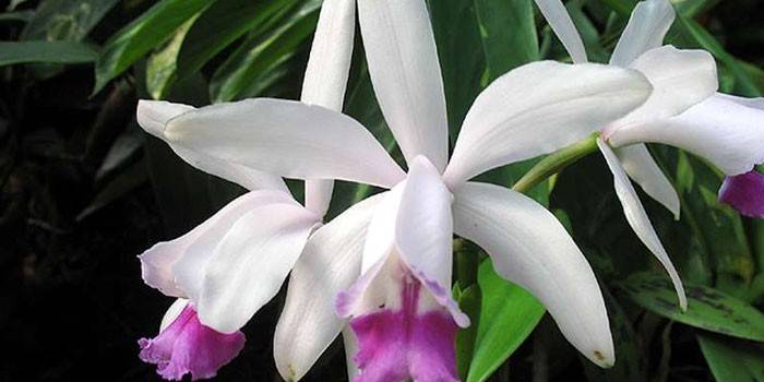Cattleya Forbers