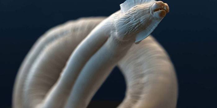 Fotoğraf toxocara parasite
