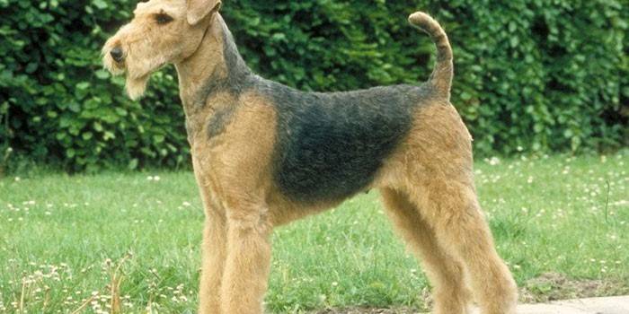Koira Airedale -terrieri