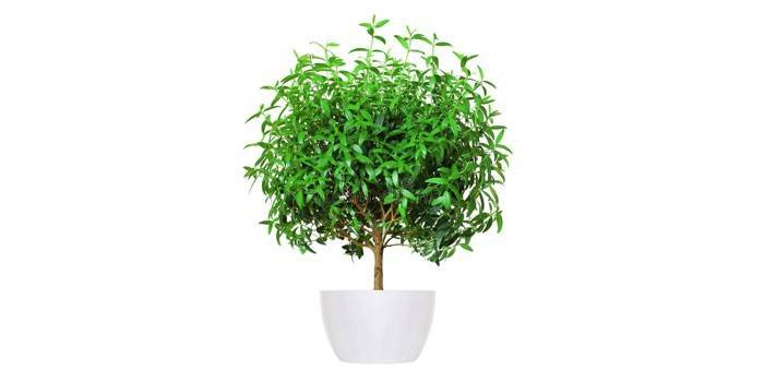Myrtle em uma panela