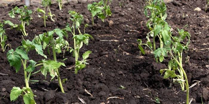 Planter des tomates