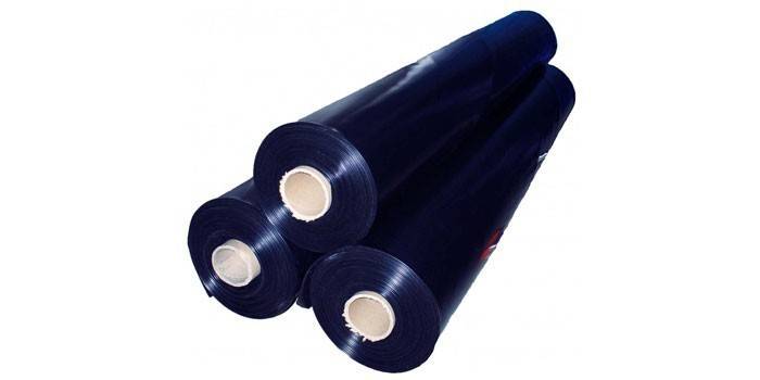 Urater Cefil negre
