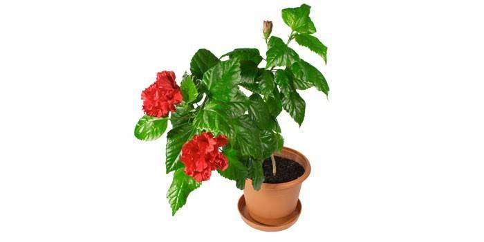Rosa chinesa