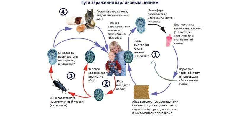Les voies d'infection des ténias nains