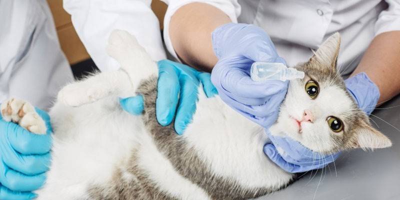 Vétérinaire et chat