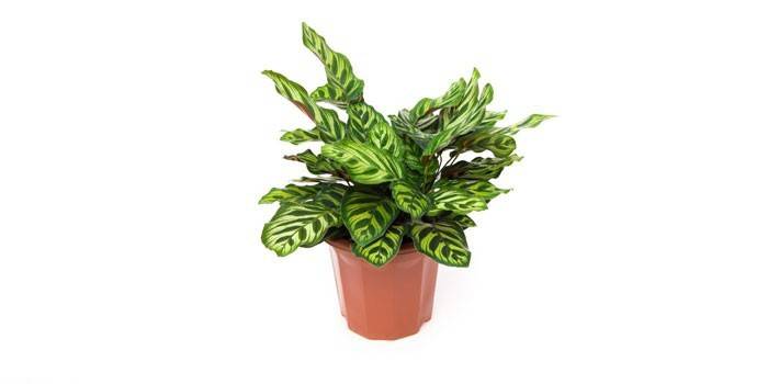 Calathea