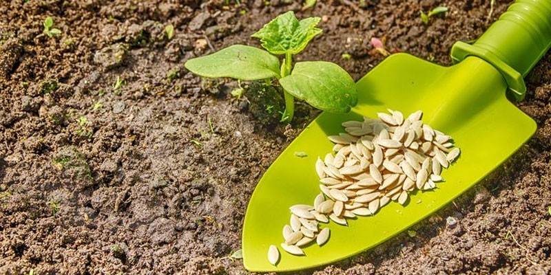 بذور على مجرفة وتنبت في الأرض