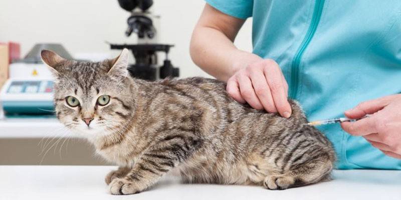 Un vétérinaire fait une injection à un chat