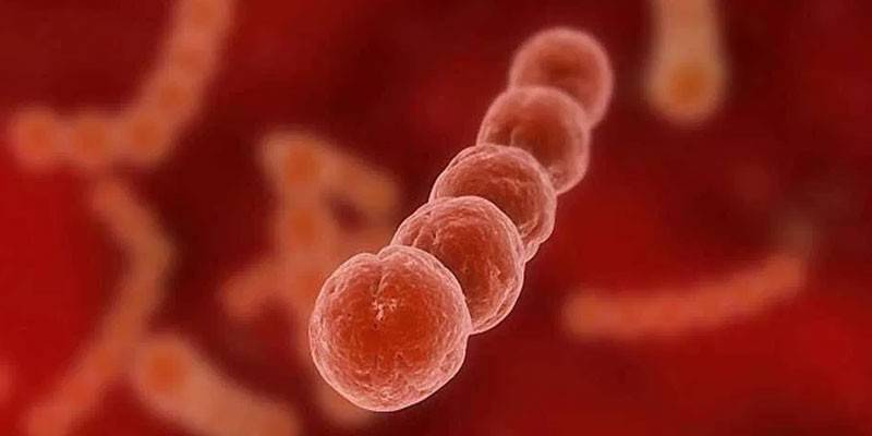 Batteri streptococcici al microscopio