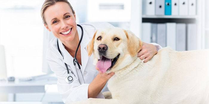 Cane dal veterinario