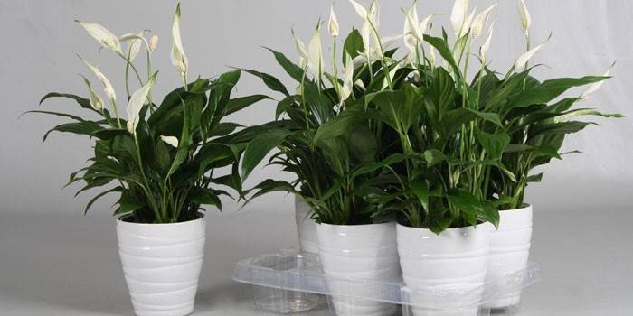 Spathiphyllum